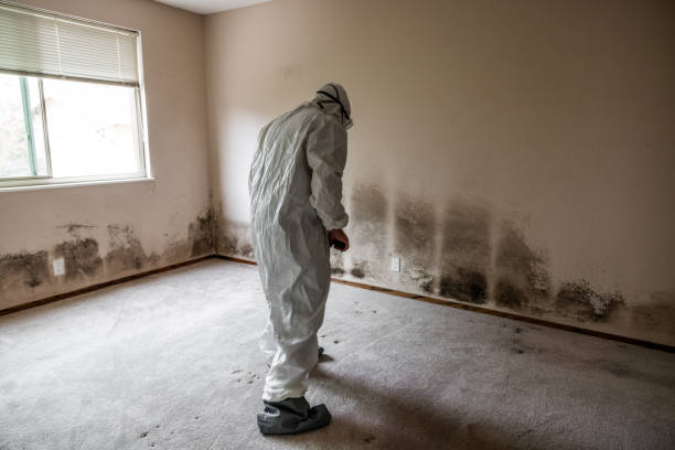 Trusted Petersburg, WV Mold Removal Experts